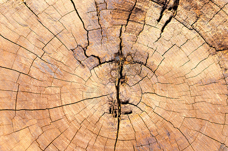 树桩纹理旧木质与年环结合 自然质地特写背景