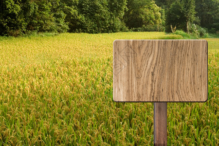 空白木制标志牌稻田土地植物场地森林木头乡村村庄木板国家背景图片