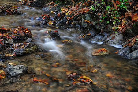 秋季小溪溪流森林黄色旅行叶子岩石苔藓荒野石头运动背景图片