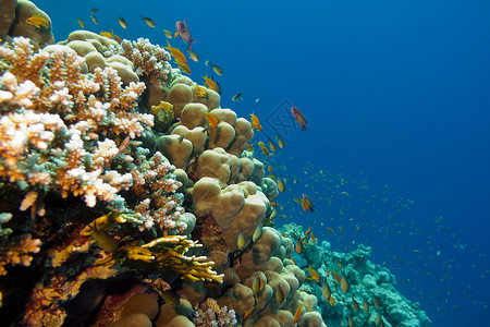 瑚深的水下高清图片