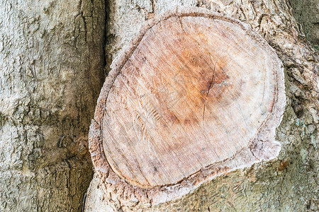 自然上的树桩背景图片