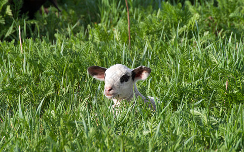 在草丛中的羔羊背景图片