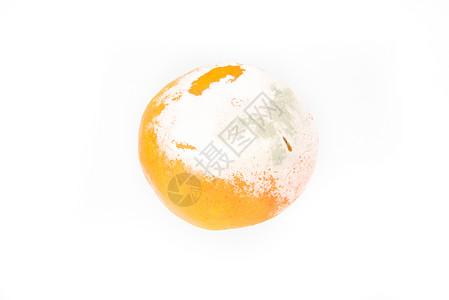 斯丁基罗顿蘑菇衰变食物白色橙子模具圆形腐烂真菌水果高清图片