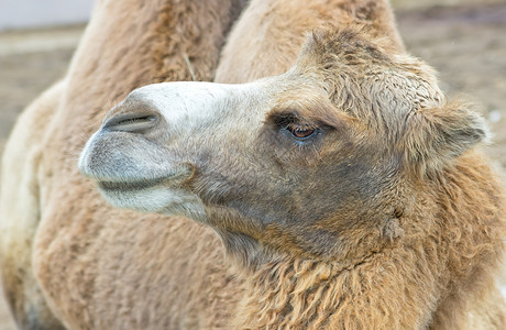 骆驼肖像野生动物哺乳动物棕色荒野背景图片