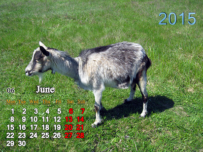 6月的第3个星期日2015年6月日历 山羊背景