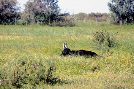 哈梅特加德牧草中的卡马圭公牛牛肉国家黑色农业绿色乡村动物牧场草地哺乳动物背景