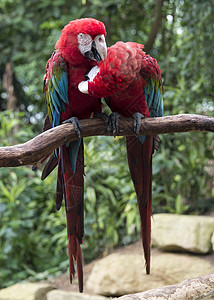 两对红鹦鹉相爱金刚鹦鹉宠物翅膀羽毛夫妻动物蓝色动物园热带红色背景图片