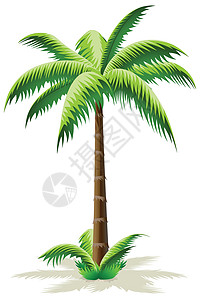棕榈树椰树叶子插图绿色核桃属背景图片