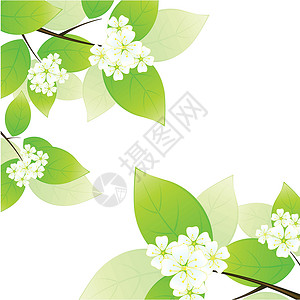 绿叶和鲜花花朵植物绿色花语插图曲线背景图片
