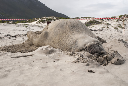 南毛海豹在海滩上沉睡的雄象海豹旅行支撑公园男性海上生活海象南象鼻子午睡海洋背景