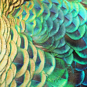 绿孔雀羽毛尾巴蓝色动物绿色宏观野生动物背景图片
