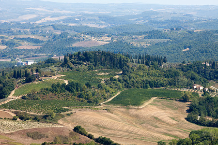 安托诺农业葡萄栽培高清图片