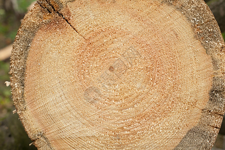 木林花纹剪切木纹螺栓木头原木锯材日志柏油木材背景图片
