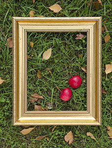 水果框秋天还生着苹果和金框背景