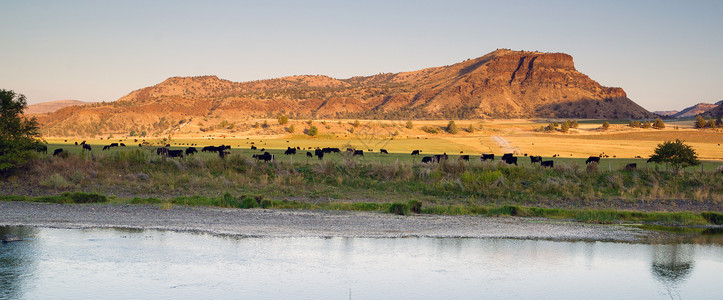 沙漠河牧场 黑安格斯养牛业高清图片