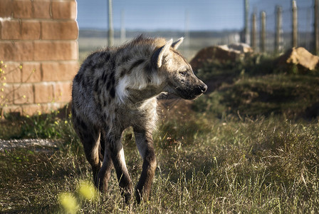 狼獾非洲涂漆的野狗利卡尼象牙孤独领导者哺乳动物捕食者打猎栖息地猎人动物公园耳朵背景