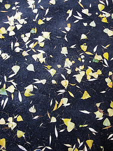 坠落的叶子躺在人行道上季节黄色红色沥青土地街道背景图片