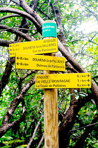 指明指示的标志树干森林土地指针松树植物生态黄色绿色树木背景图片