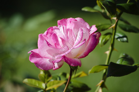粉红玫瑰花园植物群园艺叶子背景图片