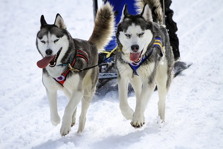狗雪橇赛速赛中的雪橇狗 瑞士摩斯雪橇哺乳动物白色速度苔藓舌头赛车竞赛蓝色眼睛背景