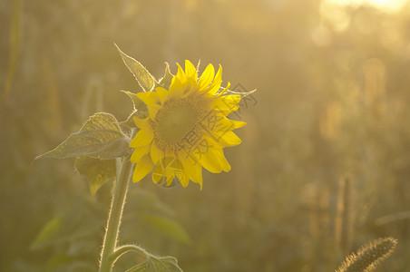 日落向日葵乡村环境农业射线阳光植物暖光叶子场地黄色背景图片