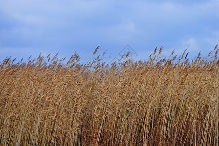 里德 Reeds场地植物学植被植物蓝天高清图片