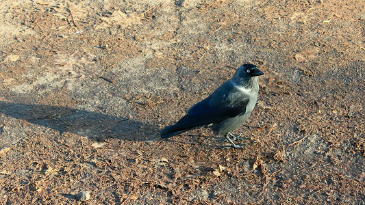 地上的黑乌鸦羽毛翅膀黑色荒野眼睛野生动物树叶动物高清图片