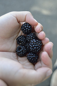 孩子的手握着黑莓水果童年男生手指背景图片