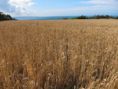 小麦田农业生长食物植物农场耳朵收成灌浆绿色谷物背景图片
