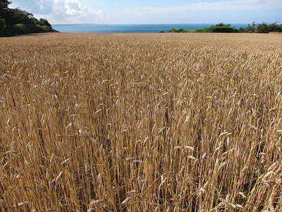 小麦田生长谷物植物耳朵食物场地农场农业绿色灌浆背景图片