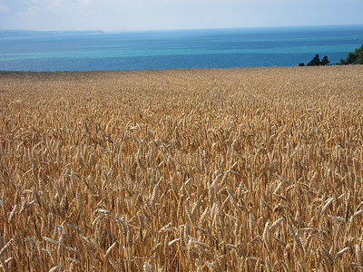 小麦田粮食谷物绿色食物收成农场场地农业灌浆生长背景图片
