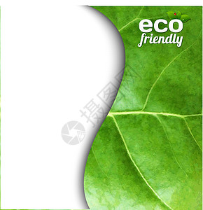 传单海报植物横幅生态绿叶推介会叶子绿色卡片白色工作室背景图片