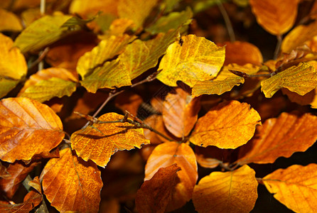 秋天的假期即将结束森林植物群季节红色叶子背景图片