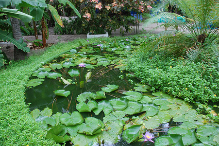 沉水植物马尔代夫岛水植物园花园背景