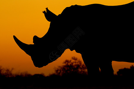 犀牛剪影素材南非White Rhino(微量)背景