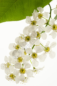 白色的鸟樱桃树花生长花园植物学绿色植物群花瓣黄色枝条背景图片