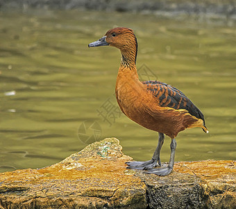 吹口哨的鸭子粗壮的吹口哨或树鸭 德罗西尼亚双色背景