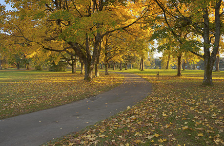 公园的秋天风景换季散步植被分支机构公共公园苔藓人行道树叶树木动物群背景图片