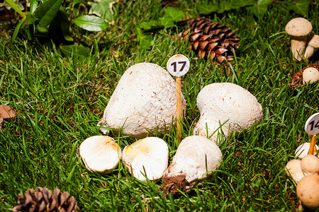 Calvatia 软体蘑菇高清图片