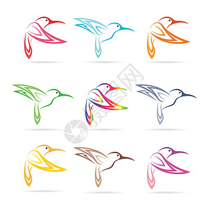 安第斯动物群白色背景的蜂鸟矢量组插画