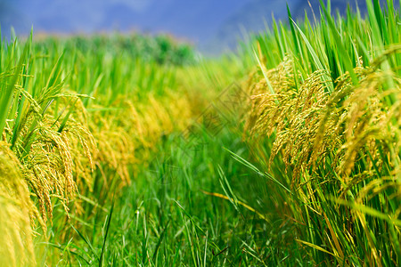 大稻田农村乡村农场白色农业食物种植园绿色花园树叶背景图片