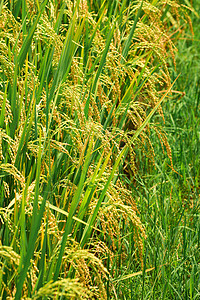 大稻田收成农业农场绿色树叶花园种植园农村黄色生长背景图片