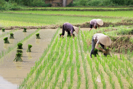 越南农民种植田间稻田稻米生长生活工人植物种植园农村收成传统幼苗农田背景图片