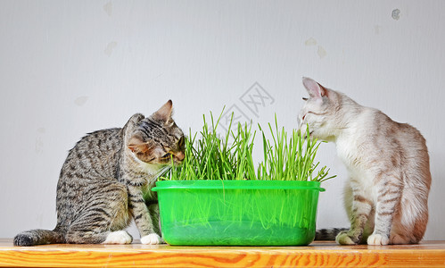 灰色植物小猫和草动物夫妻薄荷灰色哺乳动物宠物绿色植物猫科动物背景