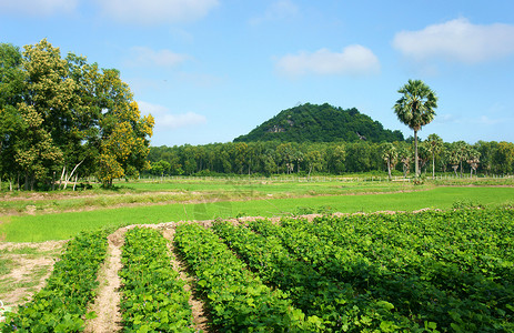 安江农业农场 Pachyrhizus田地 棕榈树 穆塔尼背景