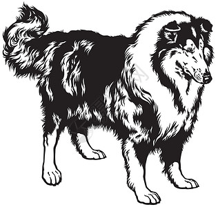 苏格兰牧羊犬黑白粗金刚石插画