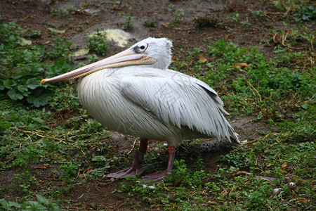 白白动物园粉色浮鸟水鸟海鸟动物食鱼者高清图片