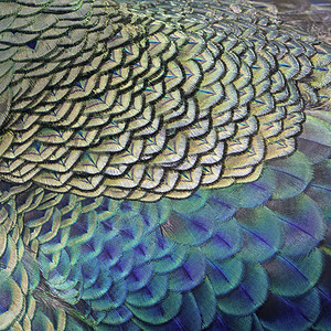 绿孔雀羽毛绿色宏观蓝色尾巴野生动物动物背景图片