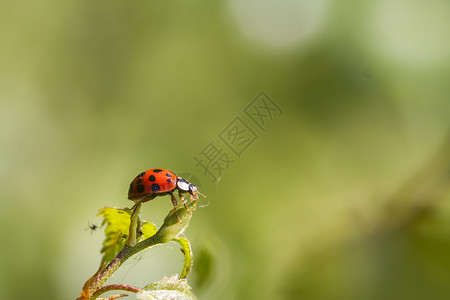 瓢虫甲虫红色动物叶子绿色昆虫环境宏观背景图片