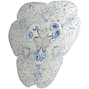 Lily 卵巢显微镜科学植物光学百合植被幻灯片横截面宏观实验室细胞背景图片